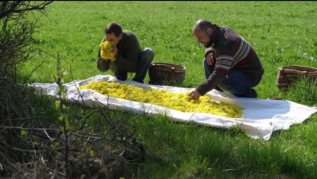 herboristes cueillent fleurs arnica dans les vosges